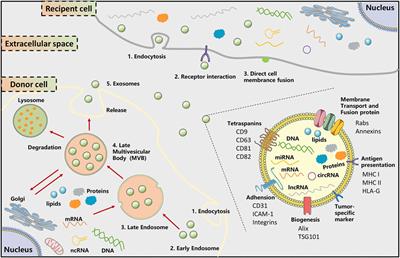 Extracellular Vesicles: The Landscape in the Progression, Diagnosis, and Treatment of Triple-Negative Breast Cancer